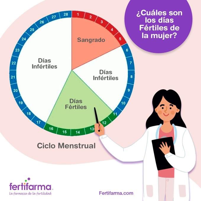 Ciclo menstrual días fértiles e infértiles