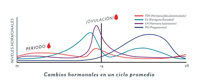 cambios hormonales en un ciclo promedio
