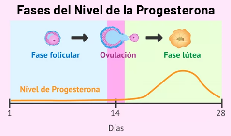 Fases del nivel de la progesterona
