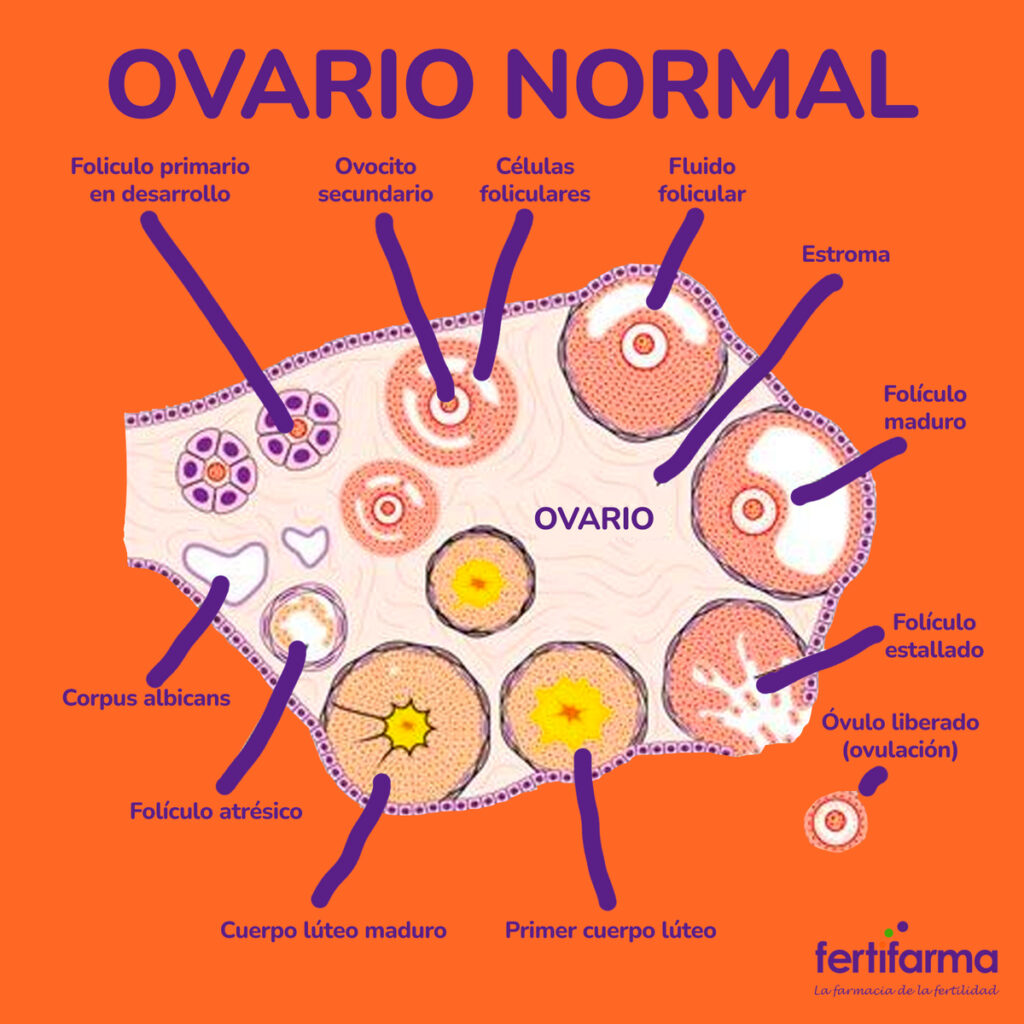 ovario normal
